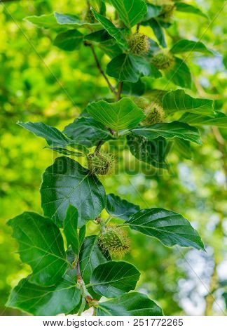 Edible Chestnut Fruit On A Green Branch With Leaves