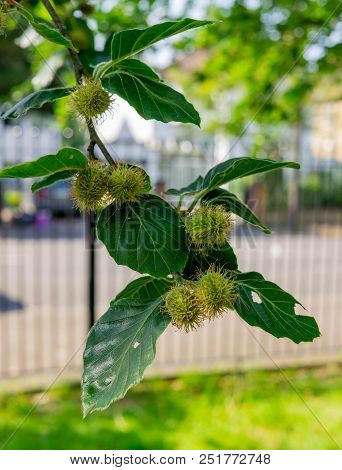 Edible Chestnut Fruit On A Green Branch With Leaves