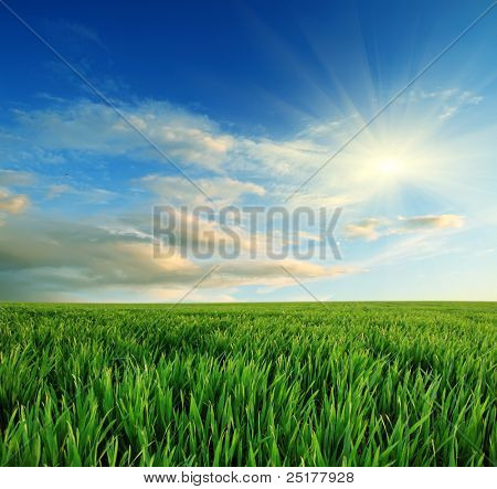 緑の草、背景に美しい夕日