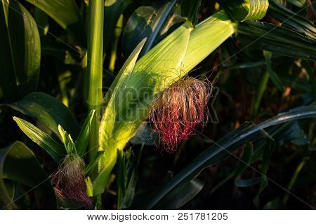 Young Corn Cob On The Stalk With Green Leaves. Isolated In The Garden