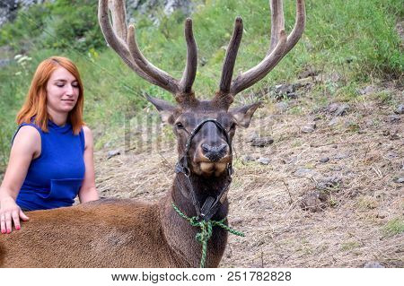 A Young Red-haired Girl Dressed In Sports Clothes Stroking The Horns And Skin Of A Deer Maral Who Li