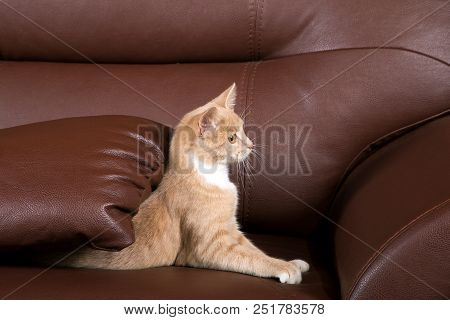 Red-haired Kitten Trying To Jump Off A Brown Sofa