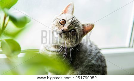 Lovable Scottish Fold Cat Window Plant Happy