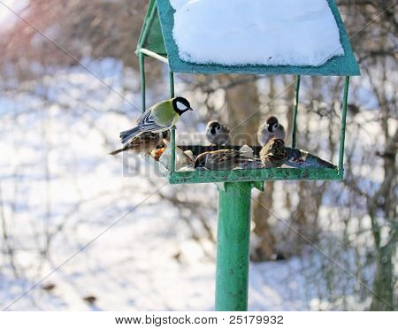 Vinter fodring