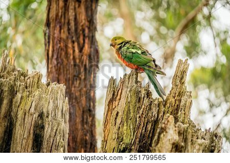 Female Australian King-parrot Alisterus Scapularis Resting On A Tree