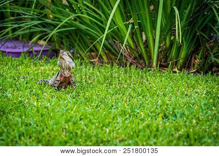Australian Water Dragon Physignathus Lesueurii In Brisbane