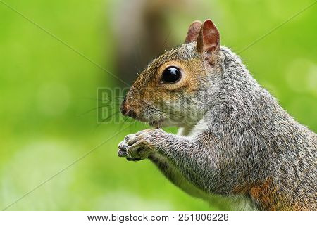 Closeup Of Hungry Grey Squirrel ( Sciurus Carolinensis )