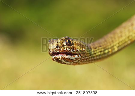 Portrait Of Angry Malpolon Insignitus ( The Eastern Montpellier Snake )