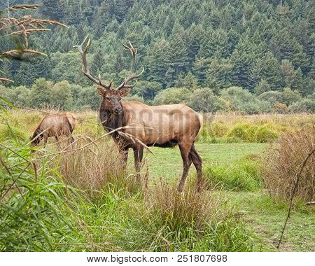 This Bull Elk Was Photographed At Redwoods National Park In California.

Copr 2016 Jmbailey