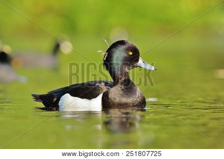 Male Tufted Duck On Pond ( Aythya Fuligula )