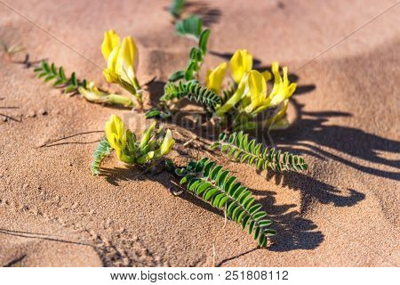 Close Up Yellow Flowers Of Astragalus Longipetalus