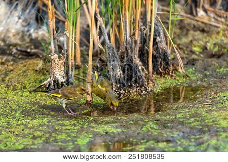 Close Up Two Beautiful European Greenfinches Or Chloris Chloris Drink Water From River