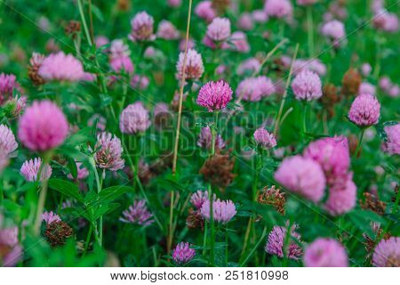 Field Of Clover Flowers At Evening Time