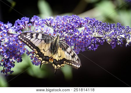 Swallowtail (papilio Machaon) A Butterfly With Yellow Black Wings At The Blossom Of A Buddleja, Copy