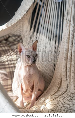 A Cat Of The Don Sphinx Sits In A Wicker Hammock In The Sun.
