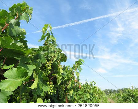 Bunches Of White Grapes In The Vineyard. Summer Landscape With Grapevine And Blue Sky With White Clo