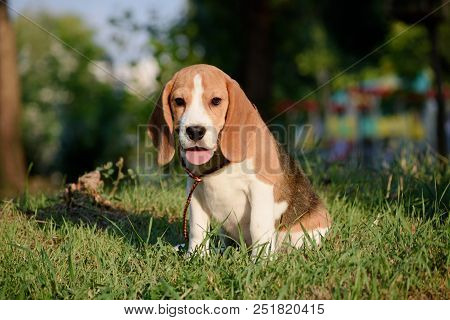 Beautiful Tricolor Puppy Of English Beagle Seating On Green Grass. Beagle Is A Breed Of Small Hound,