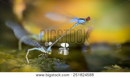 Dragonflies In Tandem When Laying Eggs In The Pond