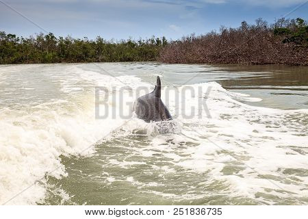 Bottlenose Dolphin Tursiops Truncatus Swims Along The Shoreline Of Cape Romano