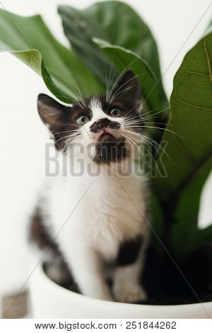 Cute Little Kitten Sitting Under Fiddle Leaf Fig Tree In Stylish Room. Adorable Black And White Kitt