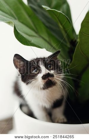 Scared Cute Little Kitten Sitting Under Fiddle Leaf Fig Tree In Stylish Room. Adorable Black And Whi