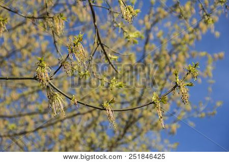 Spring Blossoming Of The Ash-leaved Maple Tree, Acer Negundo, Close Up Shot Against Blurry Branches 