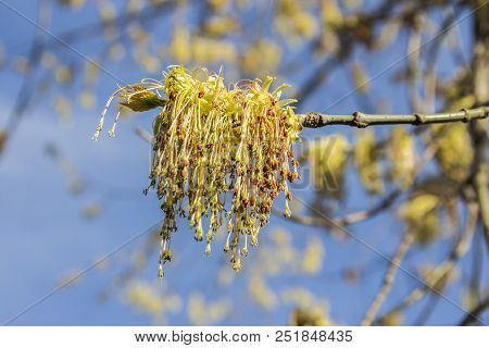 Spring Blossoming Of The Ash-leaved Maple Tree, Acer Negundo, Close Up Shot Against Blurry Branches 