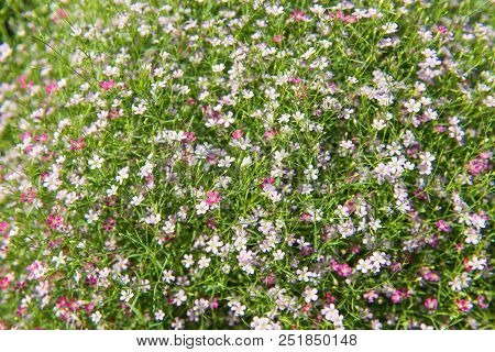 Beautiful Gypsophila Flower, Babysbreath Gypsophila (gypsophila Paniculata L.) Blooming In The Garde