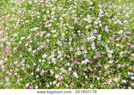 Beautiful Gypsophila Flower, Babysbreath Gypsophila (gypsophila Paniculata L.) Blooming In The Garde
