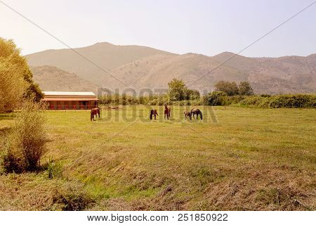 A Herd Of Horses Grazing On A Mountain Meadow With Grass On A Sunny Spring Evening (epirus, Greece).