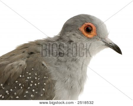 Diamond Dove - Geopelia Cuneata