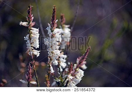 White Tubular Flowers Of The Australian Native Blunt-leaf Heath, Epacris Obtusifolia, Growing In Hea
