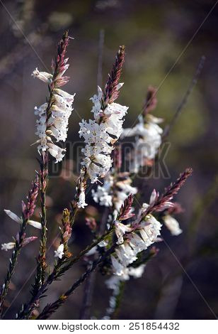 White Tubular Flowers Of The Australian Native Blunt-leaf Heath, Epacris Obtusifolia, Growing In Hea