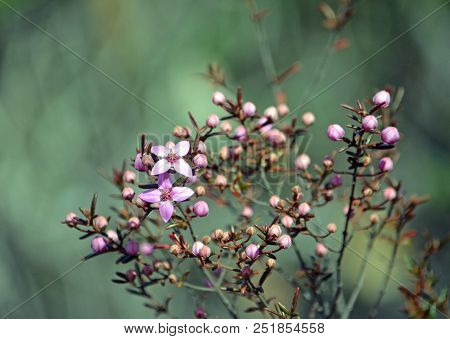 Pink Flowers And Buds Of Australian Native Boronia Ledifolia, Growing In Heath On The Little Marley 