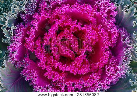 Decorative Cabbage Brassica Oleracea Var. Acephala Close-up Texture Background. Autumn In The City P