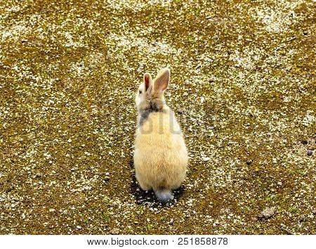 The Back View Of A Little Brown And White Rabbit In The Ground.