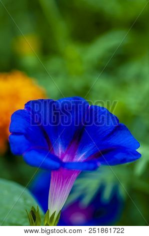 Morning Glory。
Most Morning Glory Flowers Unravel Into Full Bloom In The Early Morning. The Flowers 