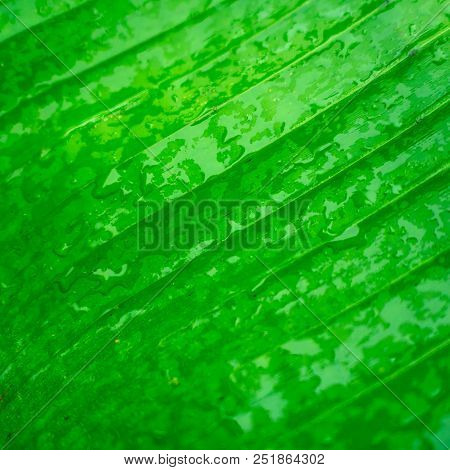 Close Up Big Green Leaf After The Rain,close Up Banana Leaf