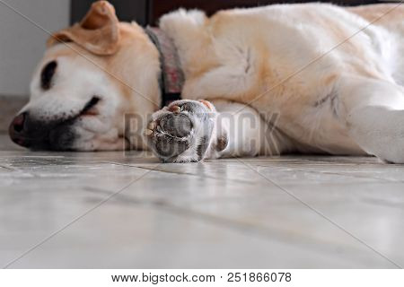 Cute White Labrador Retriever Dog Is Lying On The Floor At Home/ Funny Animals/ Silly Face/ Focus On