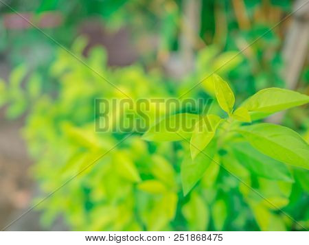 Close Up Beauty Green Leaf In The Park,green Nature In The City