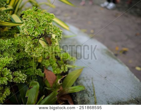 Close Up Green Leaf Beside A Walkway