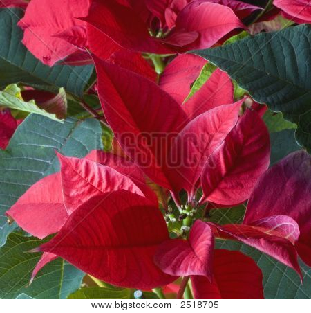 Pointsettia