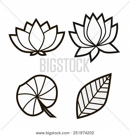 Set Of Lotus Oriental Lilies On The Leaves