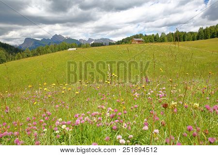 Alpe De Siusi Above Ortisei With Colorful Flowers In The Foreground And Cir Mountains In The Backgro