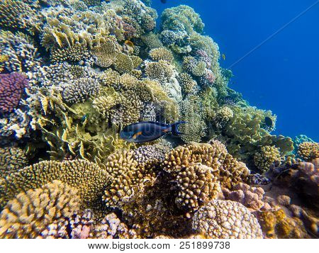 The Sohal Surgeonfish Or Sohal Tang, Acanthurus Sohal
