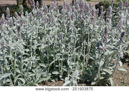 Hairy Leaves And Pink Flowers Of Stachys Byzantina
