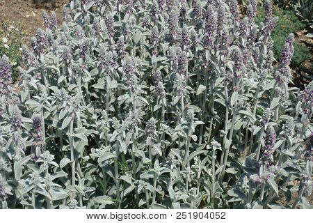Lots Of Flowering Spikes Of Stachys Byzantina