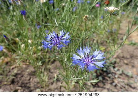 Close Shot Of Blue Flower Of Centaurea Cyanus