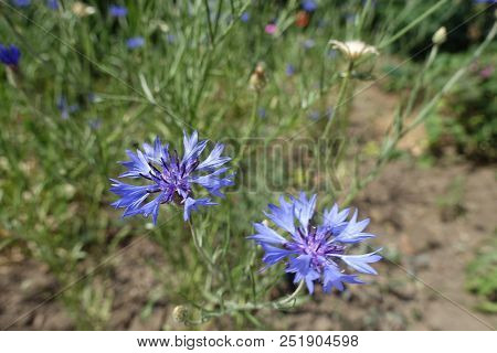 Pair Of Blue Flowers Of Centaurea Cyanus