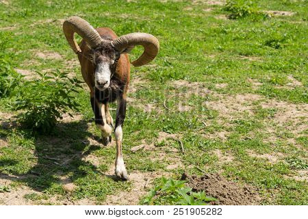 One Mouflon (ovis Orientalis Orientalis) Looking Directly In The Camera Close-up With Copy Space